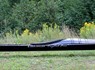 Sea Racer built by Dan Caouette