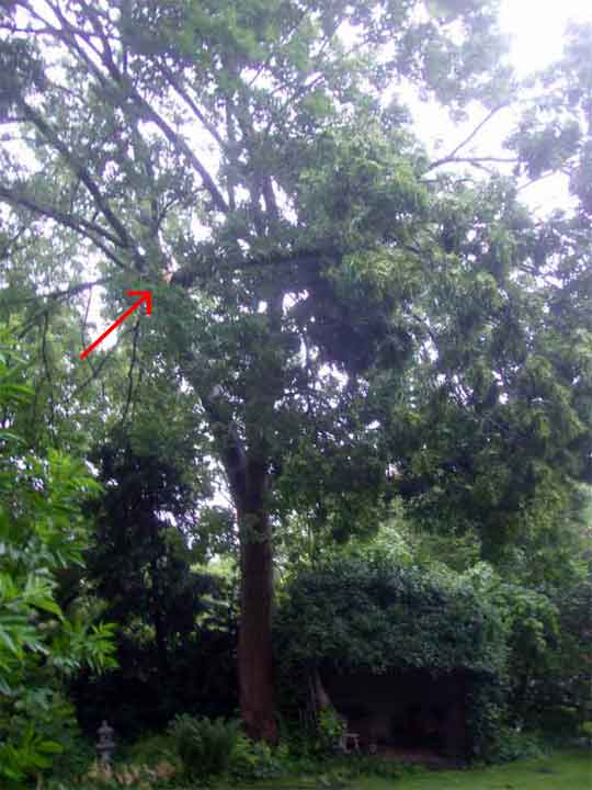 The old ash tree The old ash tree
