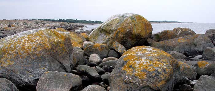 stenar med lavar