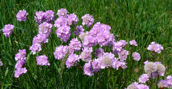 Trift (Armeria maritima) eller strandnejlika