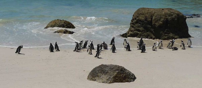 Pingvinkoloni vid Boulders Beach