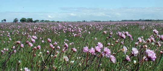 Strandängen med blommande Trift