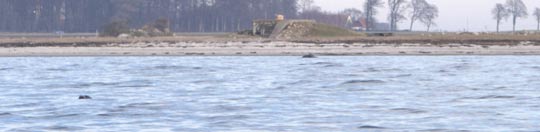 Seal in Salviken