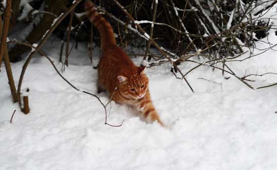 Gösta älskar snö