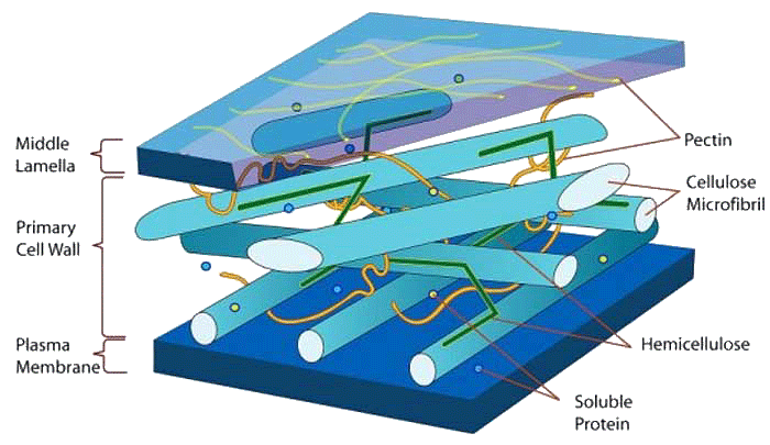 Träcellens fiberstruktur